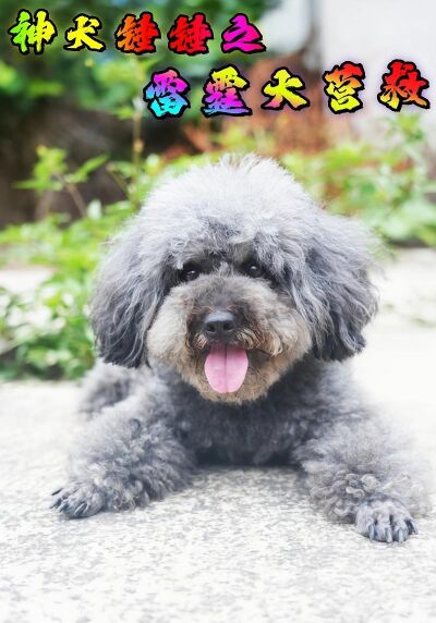 神犬锤锤之雷霆大营救