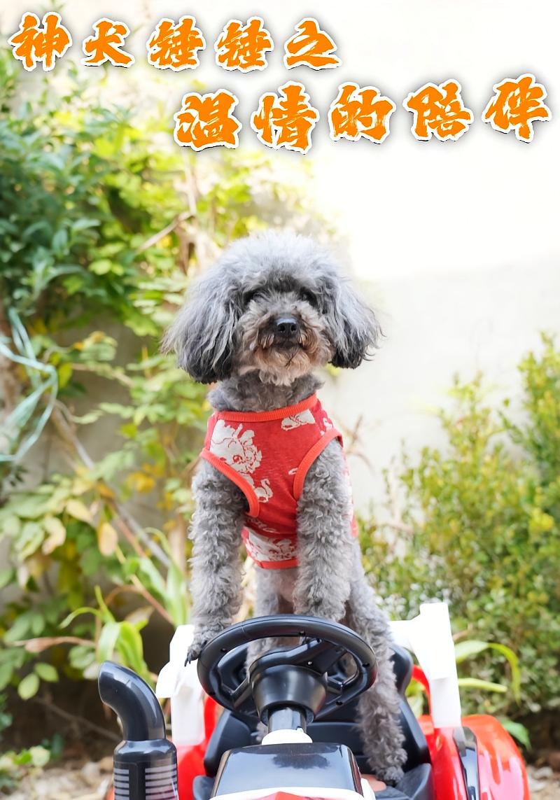 神犬錘錘之溫情的陪伴