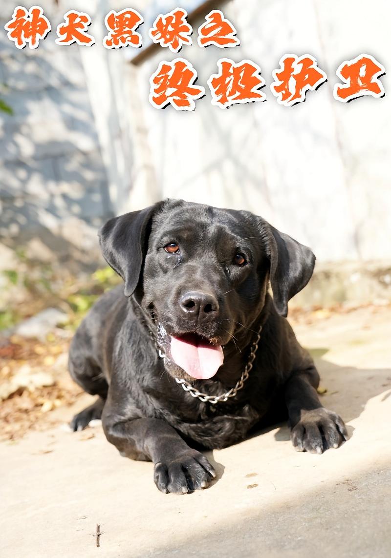 神犬黑妹之終極護衛