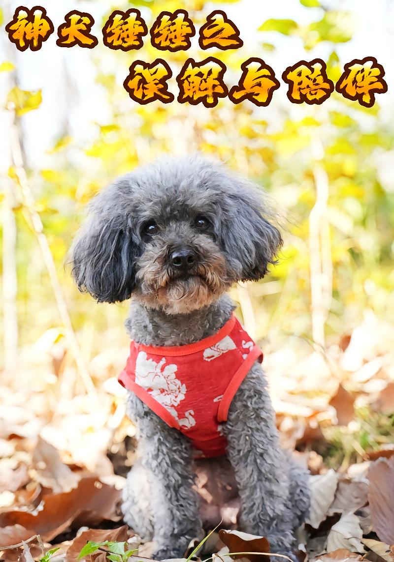 神犬錘錘之誤解與陪伴