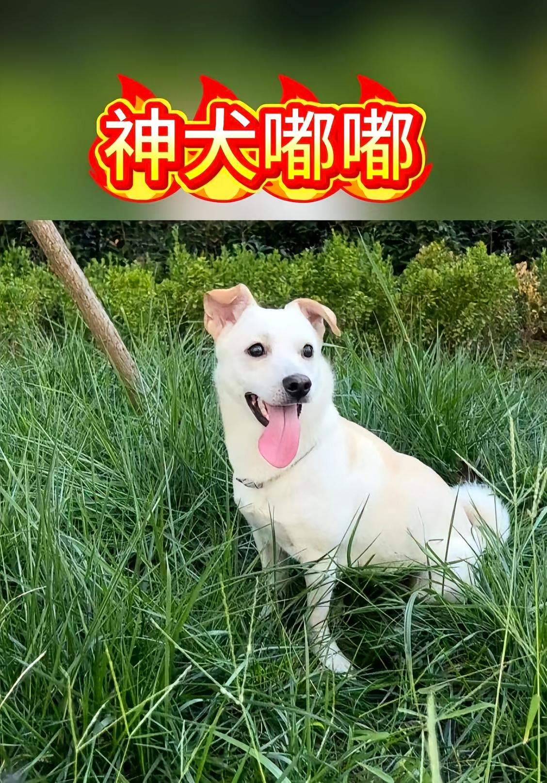 神犬嘟嘟