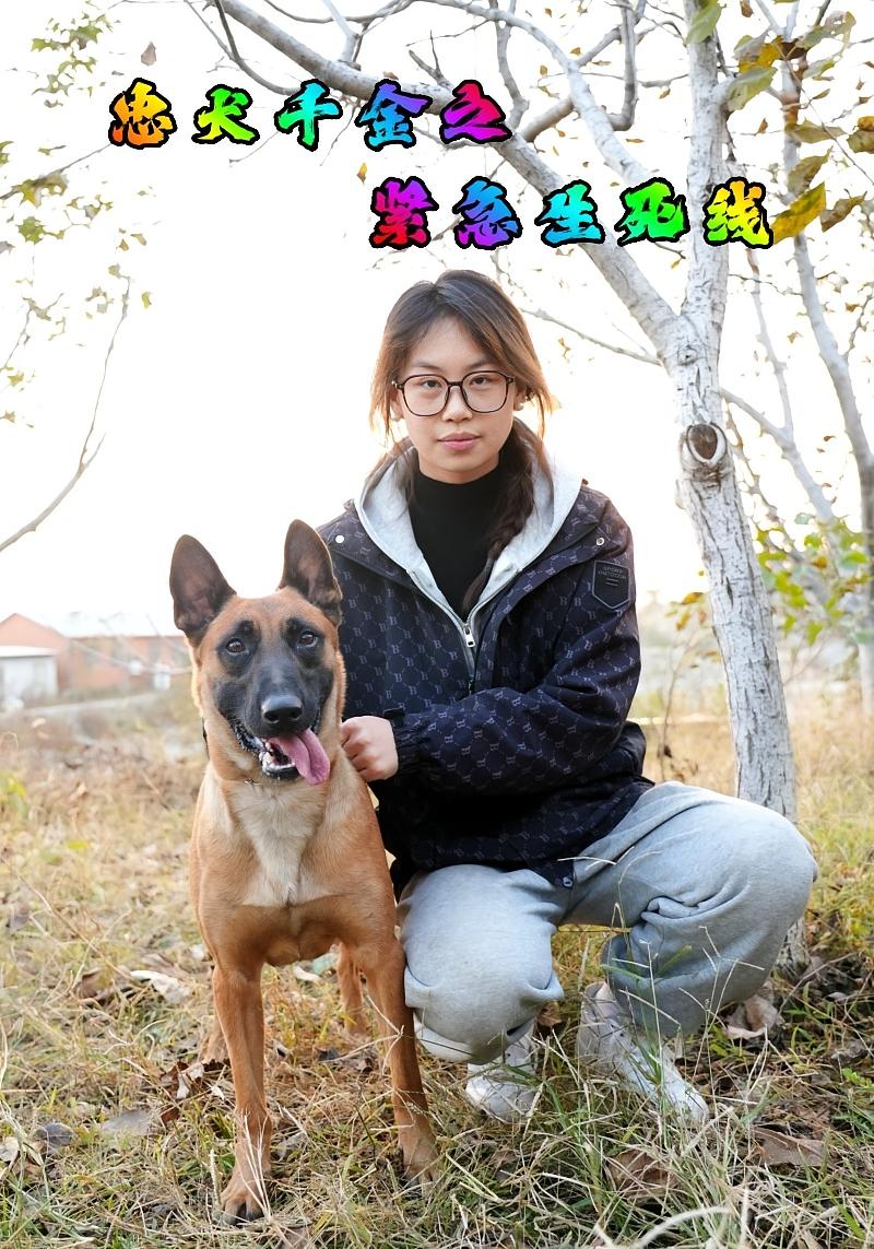 忠犬千金之緊急生死線