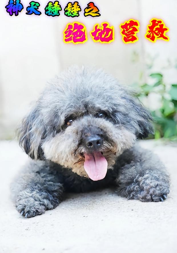 神犬锤锤之绝地营救