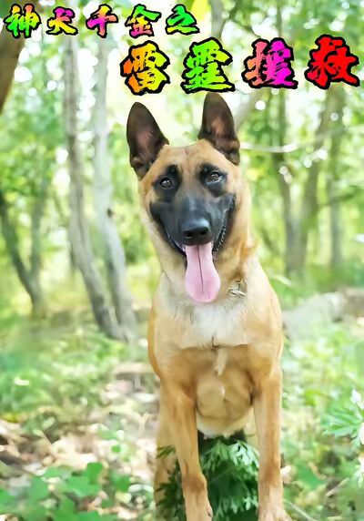 《神犬千金之雷霆援救》劇照