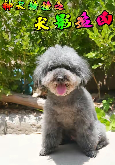 《神犬錘錘之犬影追兇》劇照