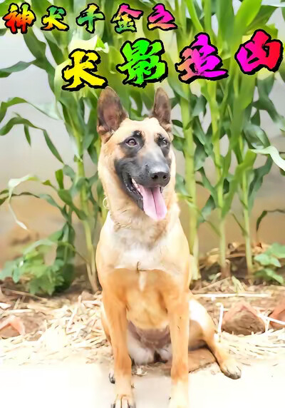 《神犬千金之犬影追兇》劇照