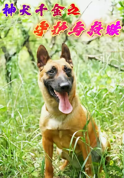 《神犬千金之守護與救贖》劇照