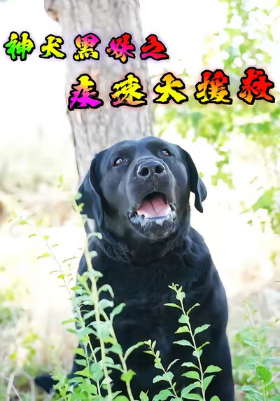 《神犬黑妹之疾速大援救》劇照