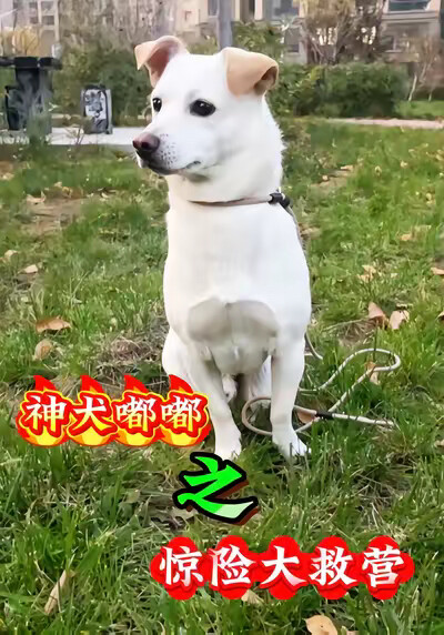 《神犬嘟嘟之惊险大救营》剧照
