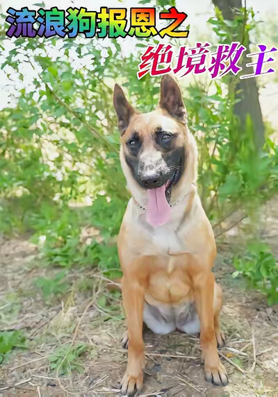 《流浪狗報恩之絕境救主》劇照