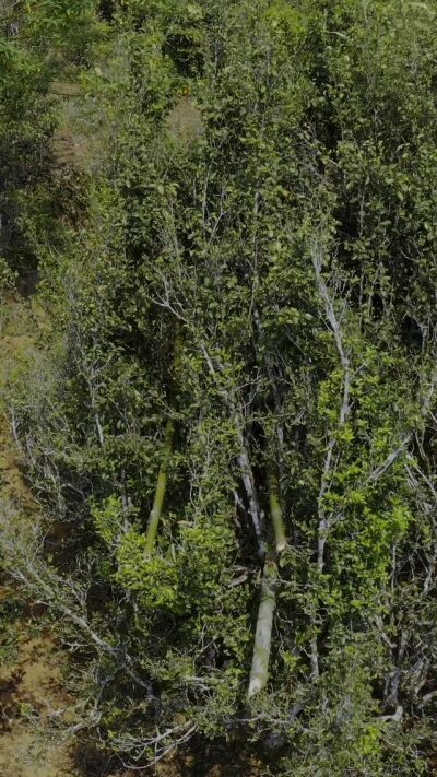 《分手後我成了香竹林高山古樹茶王》劇照