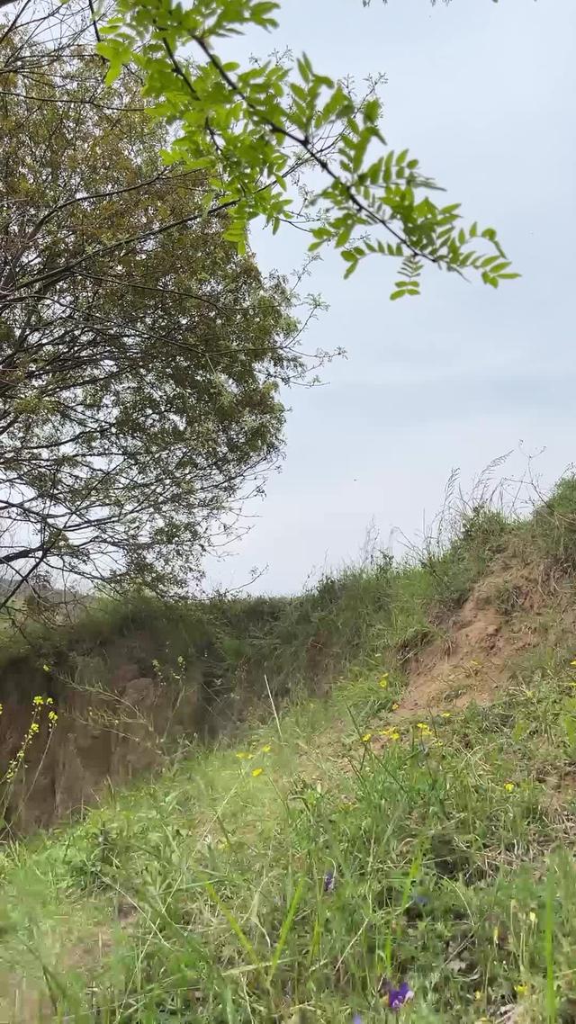 《雁歸黃土塬》劇照