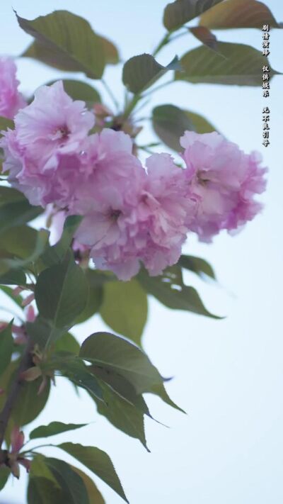《我的哑巴新娘》剧照