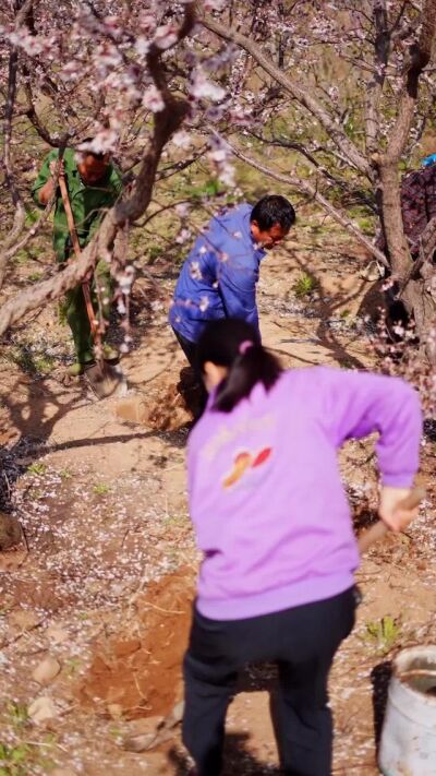 《花開石上又一春》劇照