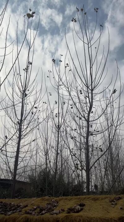 《俺娘秀莲》剧照