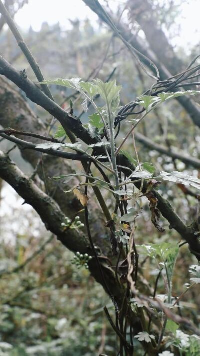 《缘错又情长》剧照