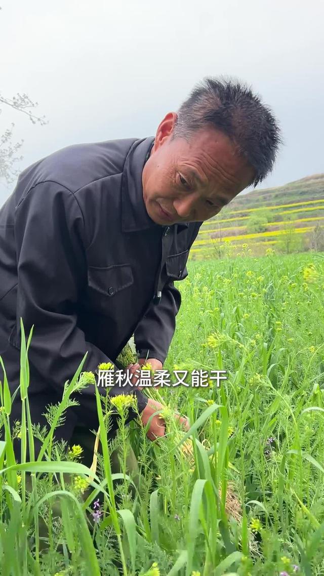 《雁歸黃土塬》劇照