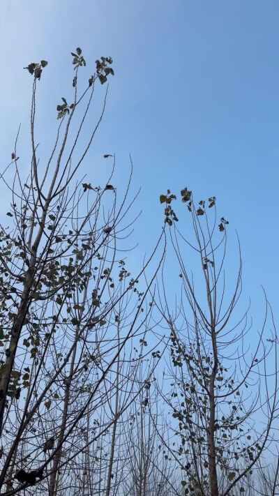 《俺娘秀莲》剧照