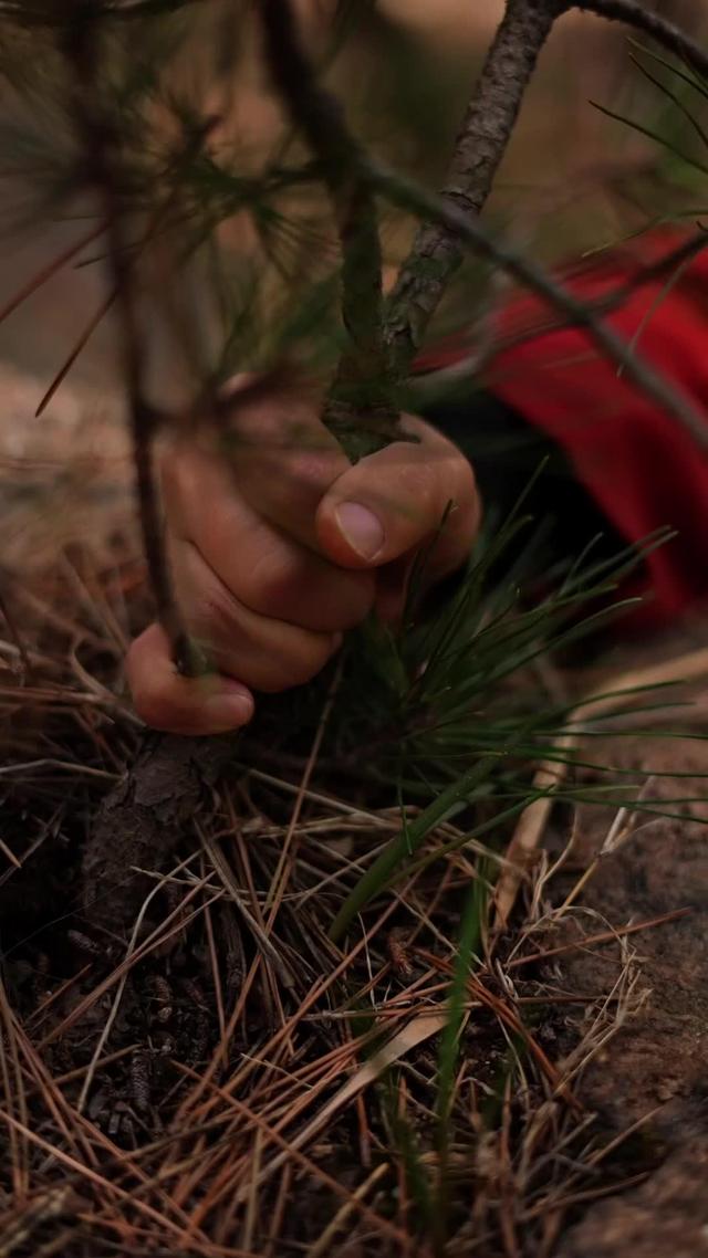 《花開石上又一春》劇照