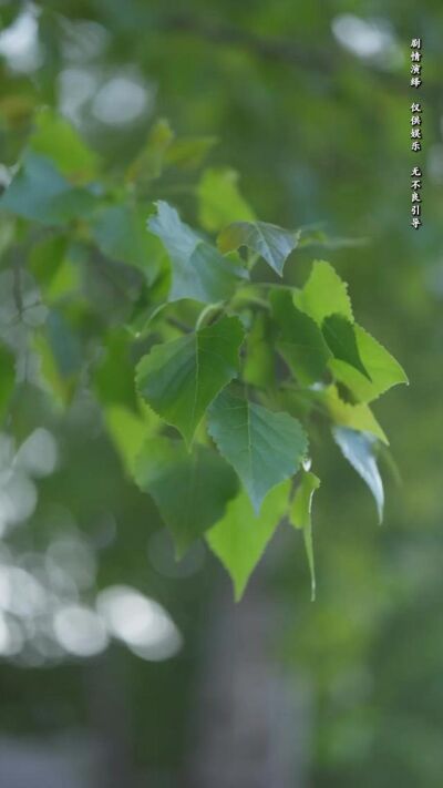 《我的哑巴新娘》剧照