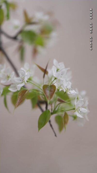 《我的哑巴新娘》剧照
