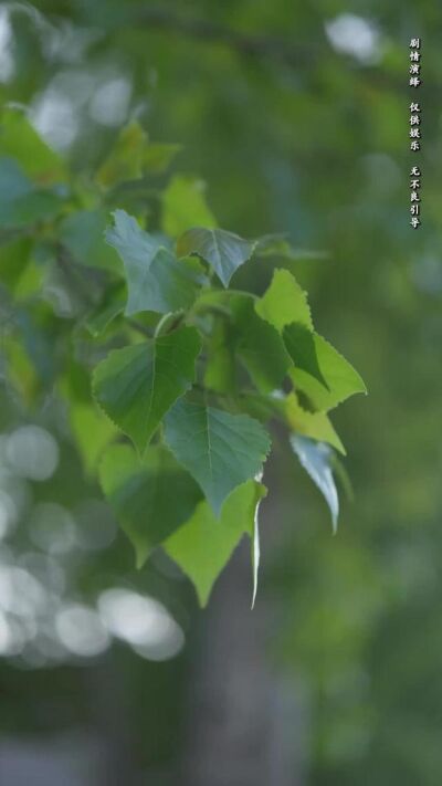 《我的哑巴新娘》剧照