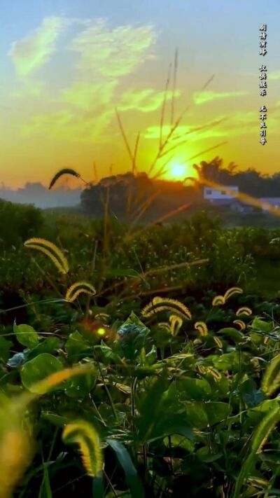 《我的哑巴新娘》剧照