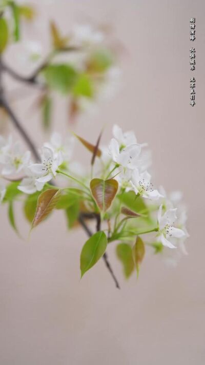 《我的哑巴新娘》剧照