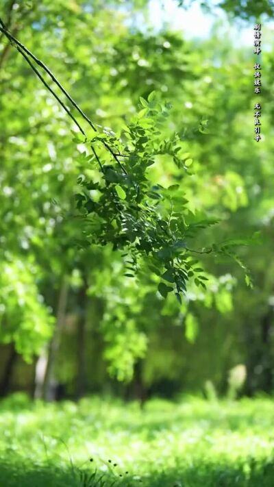 《我的哑巴新娘》剧照
