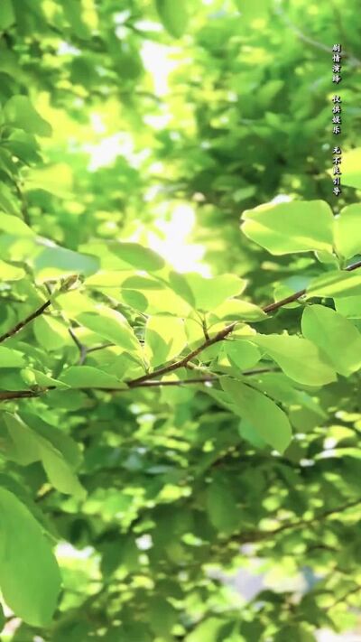 《向陽紅》劇照