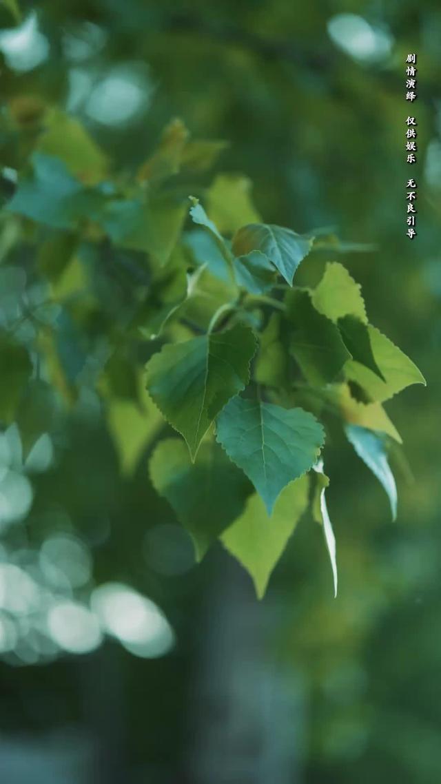 《向陽紅》劇照