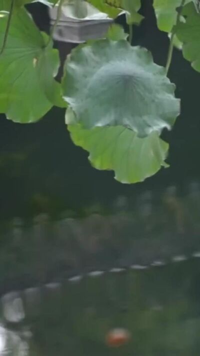 《换巢鸾凤4》剧照