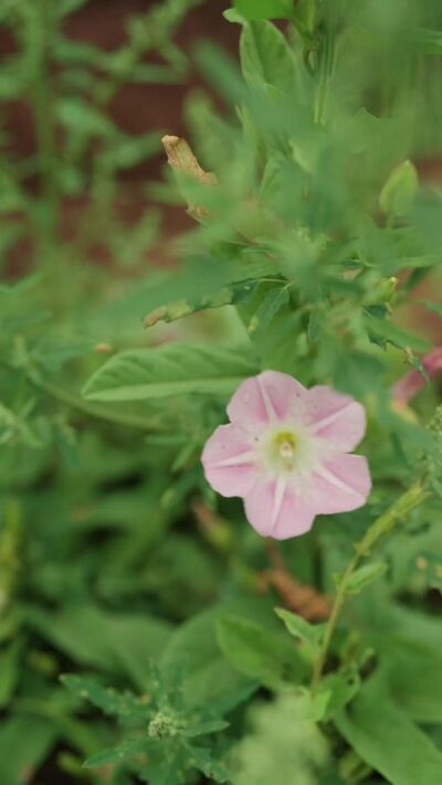 《槐花落了又开》剧照