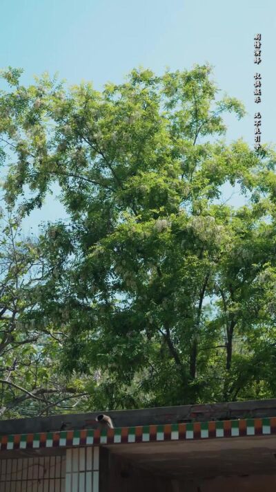 《向陽紅》劇照