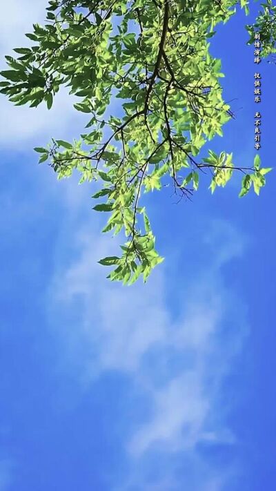 《向陽紅》劇照