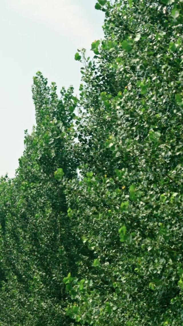 《梨花渡》剧照