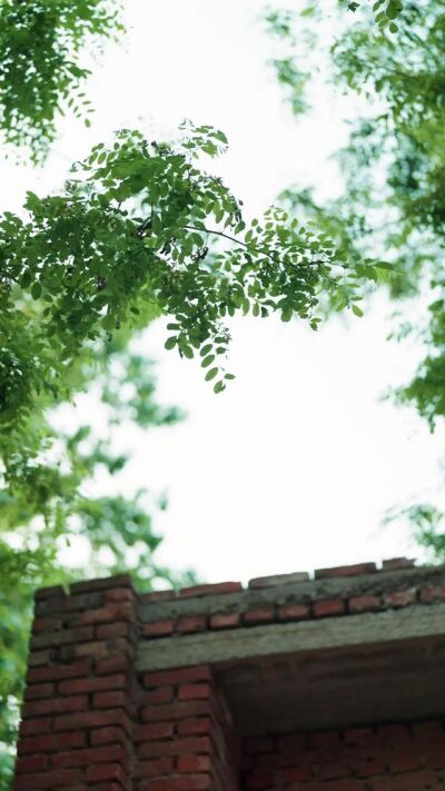 《槐花落了又开》剧照