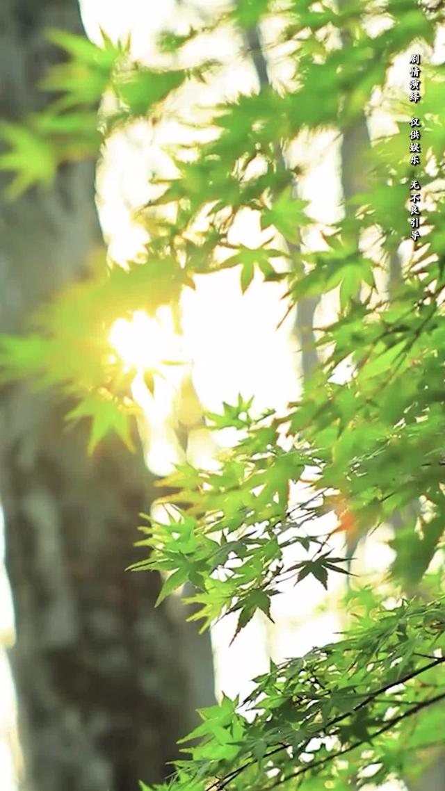 《向陽紅》劇照