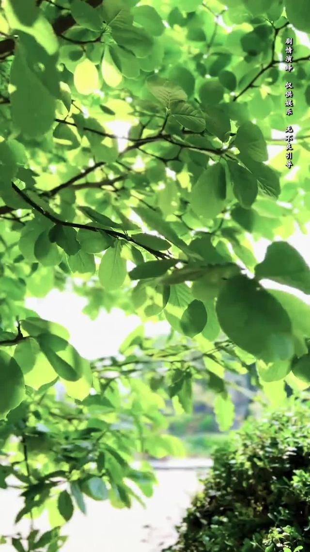 《向陽紅》劇照
