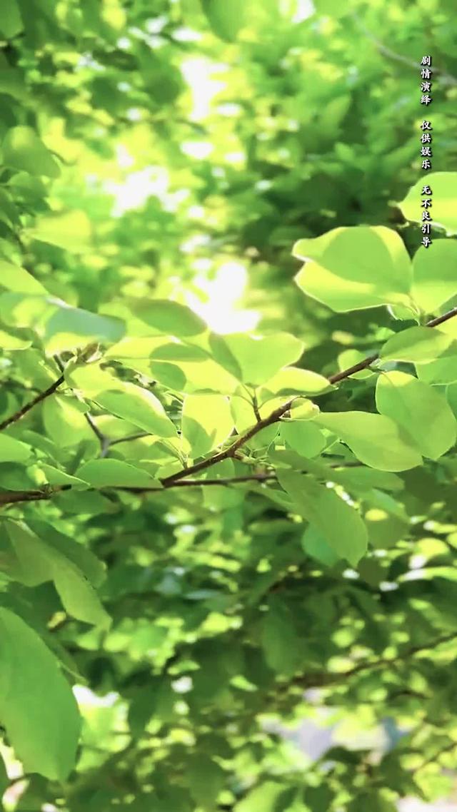 《向陽紅》劇照