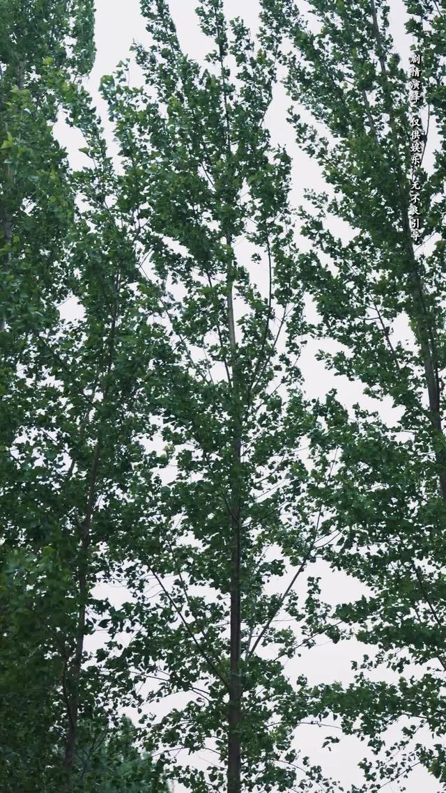 《向陽紅》劇照