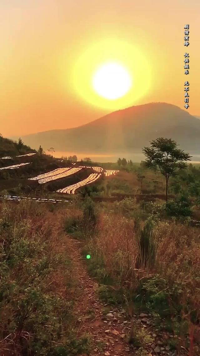 《向陽紅》劇照