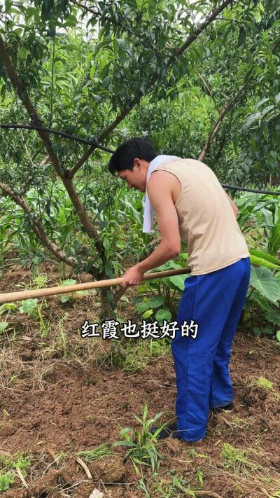 《别惹那个种地的女人》剧照