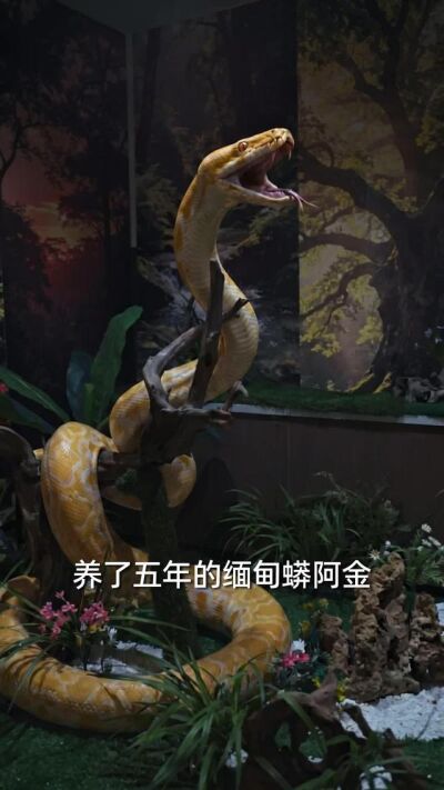 《枕边巨蟒》剧照