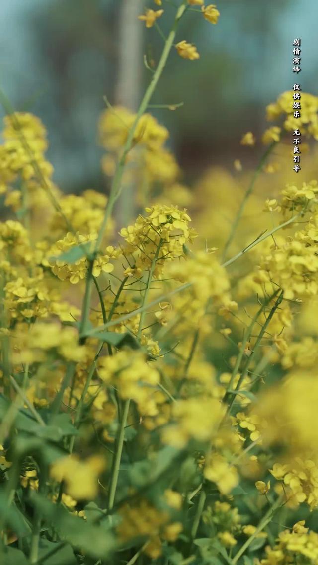 《向陽紅》劇照