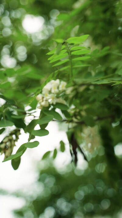 《槐花落了又开》剧照