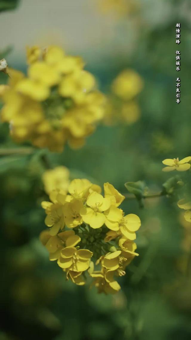 《向陽紅》劇照