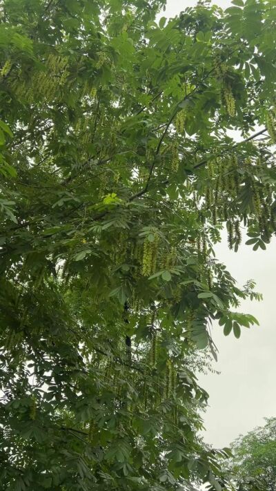 《柳樹下的半生淚》劇照
