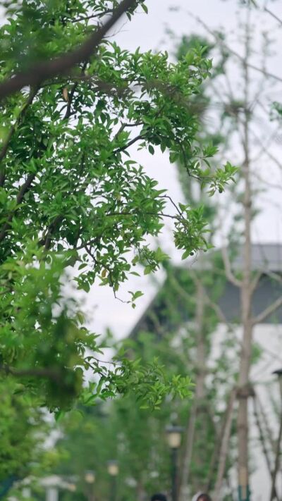 《我一個鬼差你讓我跟校花領證》劇照