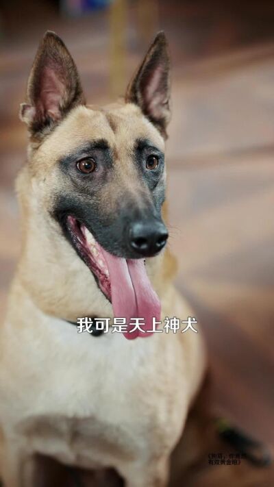 《狗哥，你竟然有双黄金眼》剧照